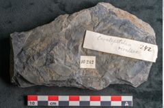 Foto (Detailansicht) von Ceratopetalum vivulare Ettingshausen (NHMW-GEO-2024-0188-10242a)